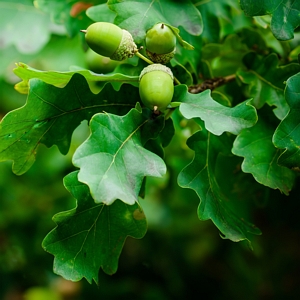 Swamp White Oak Tree